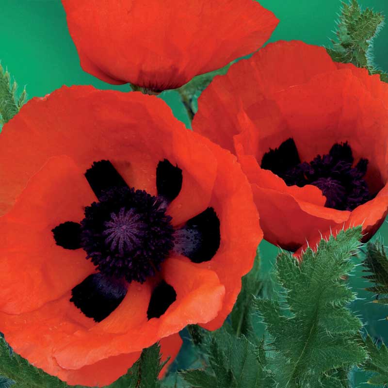 Orientalischer Mohn