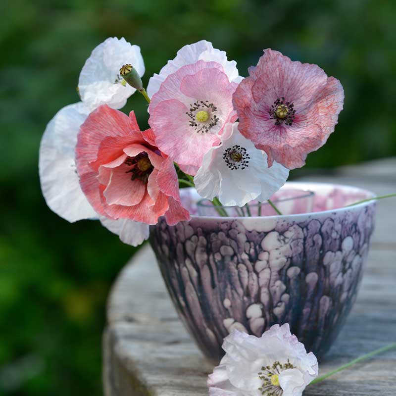 Kornmohn 'Mother of Pearl'