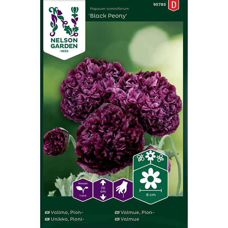 Pfingstrosenmohn 'Black Peony'
