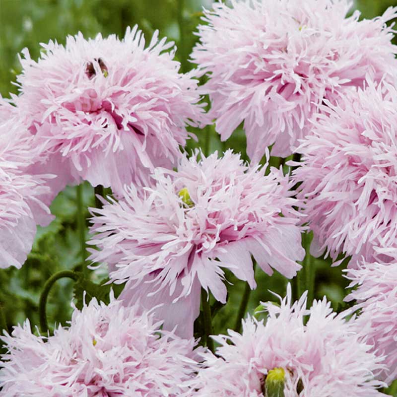 Federmohn 'Lilac Pompom'