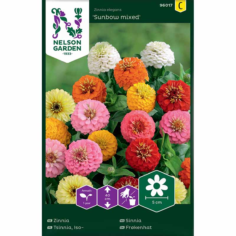 Zinnie 'Sunbow mixed'