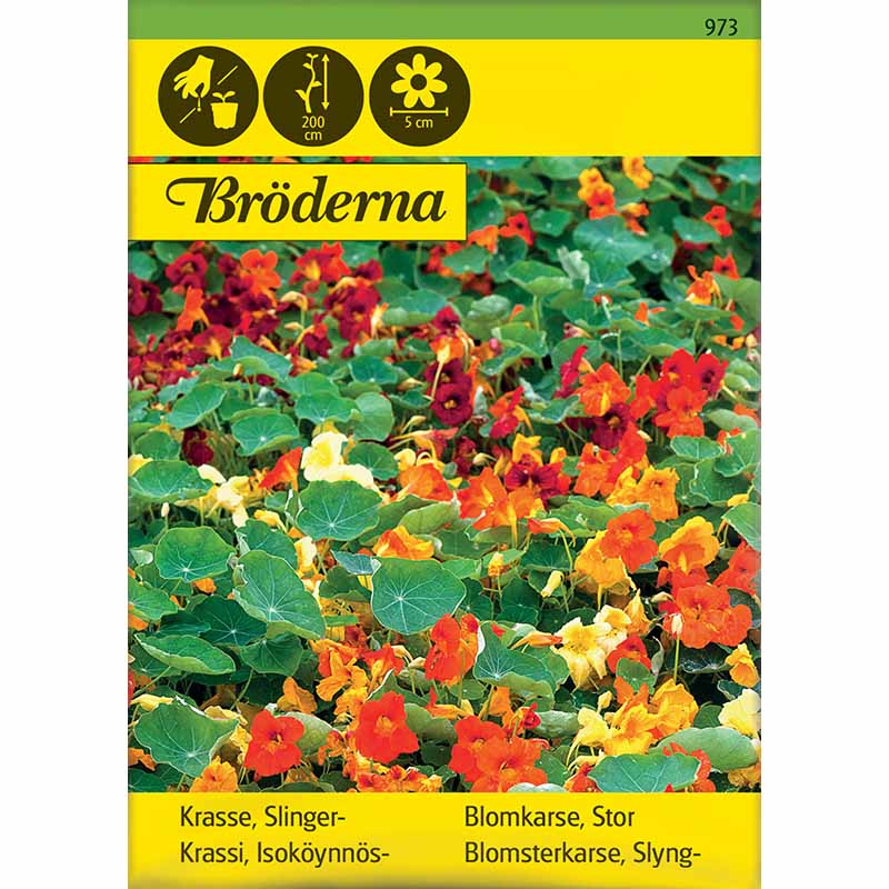 Rankende Kapuzinerkresse