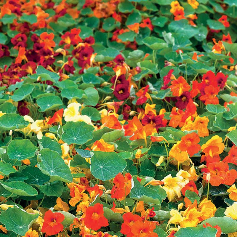 Rankende Kapuzinerkresse