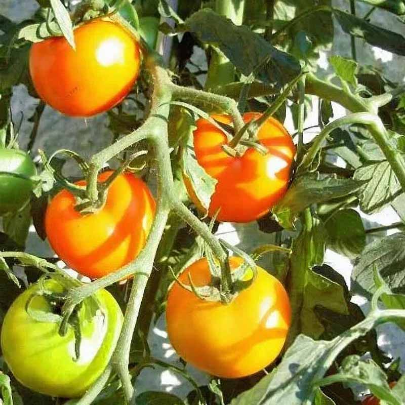 Tomate 'Auriga'