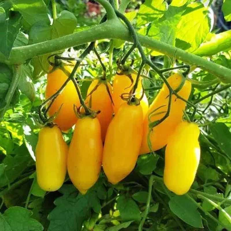 Tomate 'Tegucigalpa Yellow'