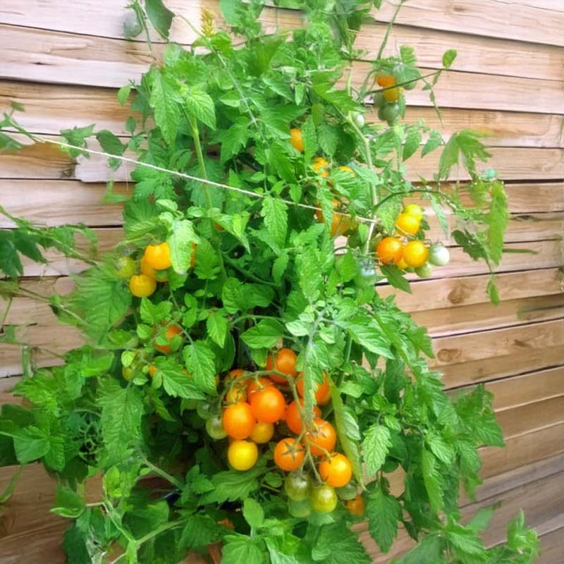 Tomate 'Ciliegia Gialla'