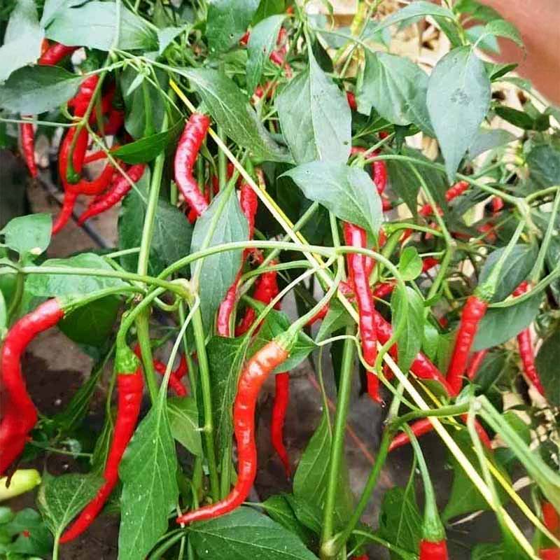 Chili 'Nepal Snakebite'