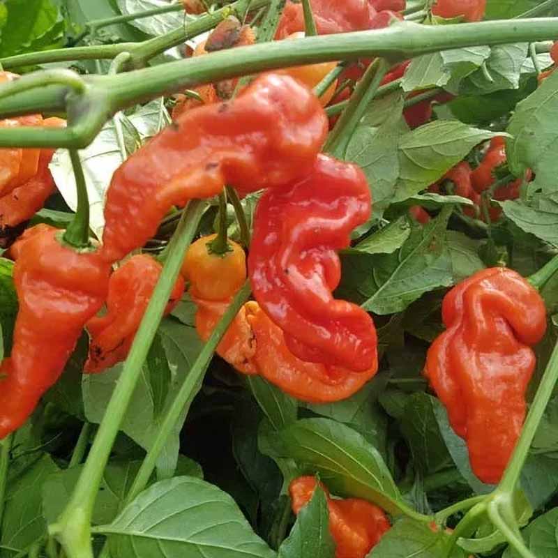 Chili '7 Pod Chaguanas Red'