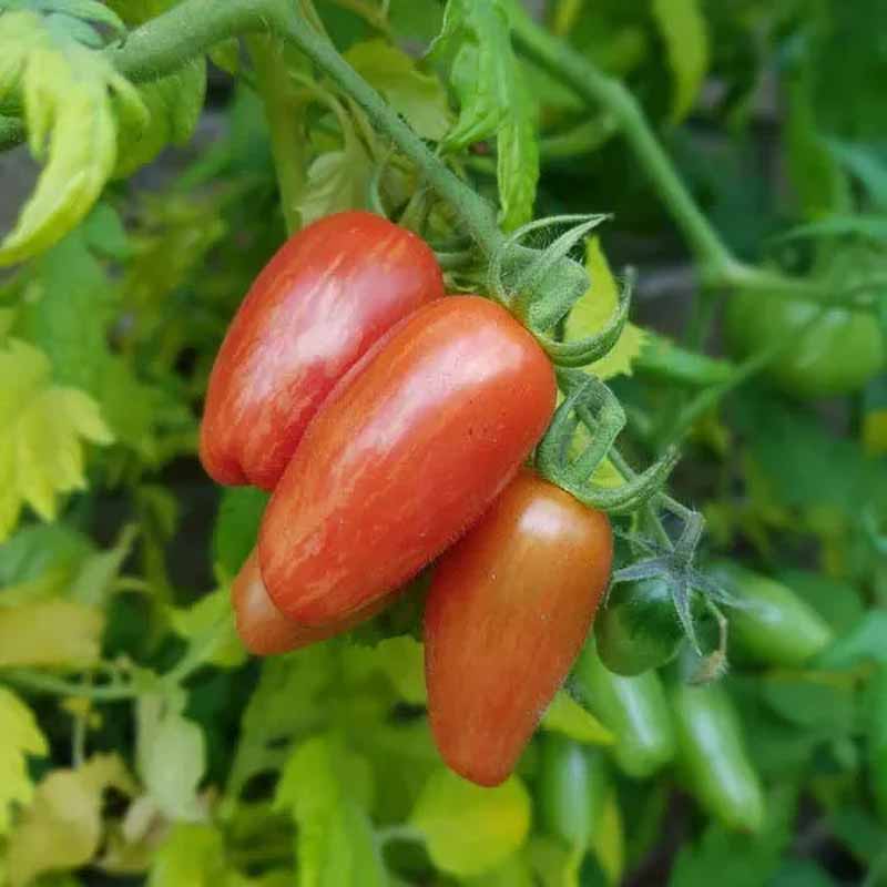 Tomate 'Sweet Casady'