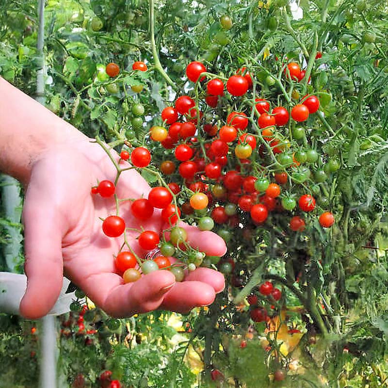 Tomate 'Currant Sweet Pea'