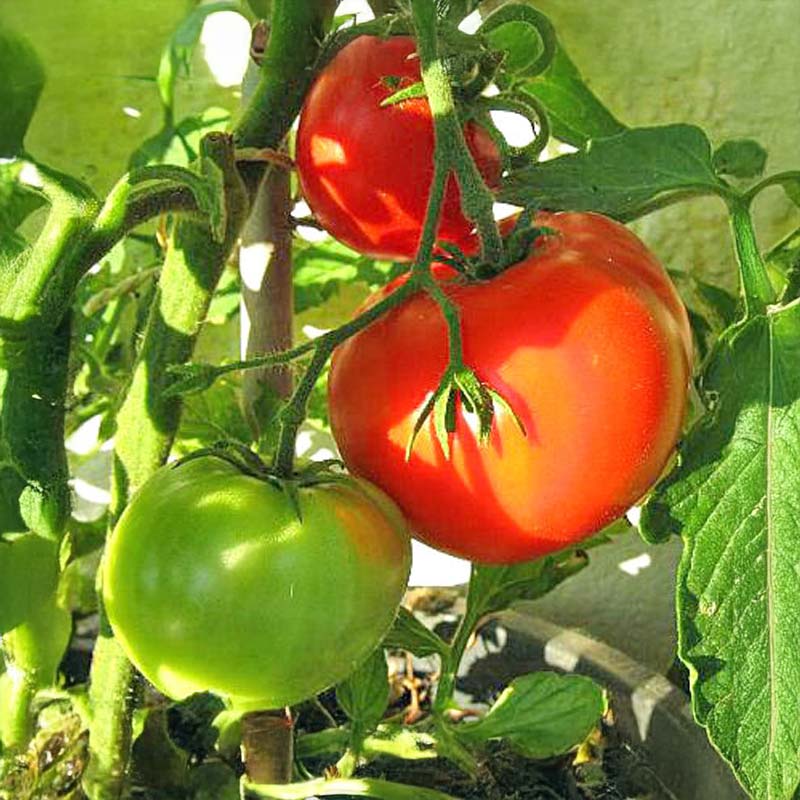 Tomate 'Jubileum'