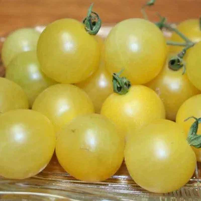 Tomate 'White Cherry'