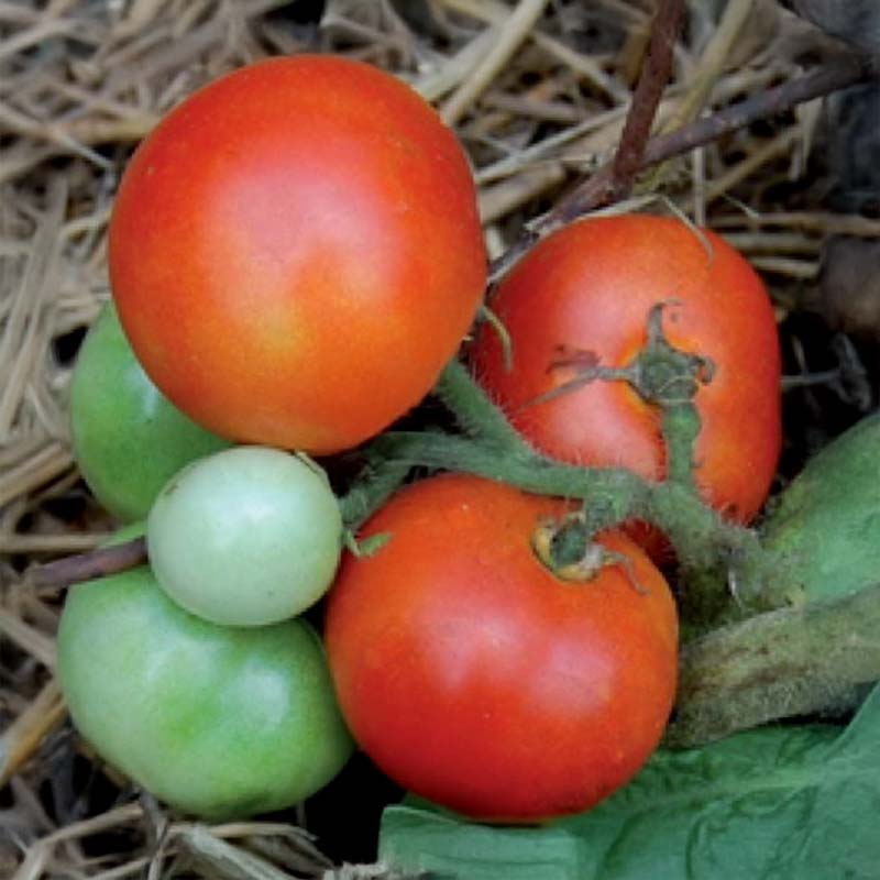 Tomate 'Czech Bush'