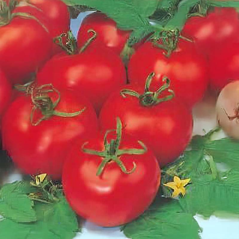 Tomate 'Tres Cantos'