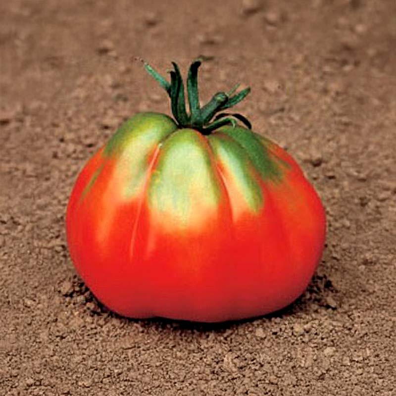 Tomate 'Giant Pear Red'