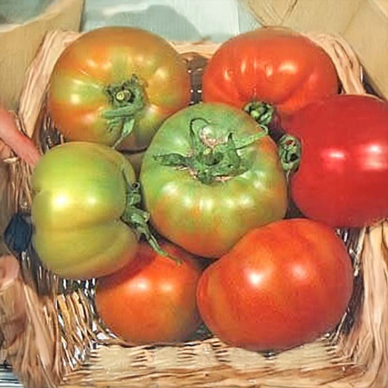 Tomate 'Licatese'