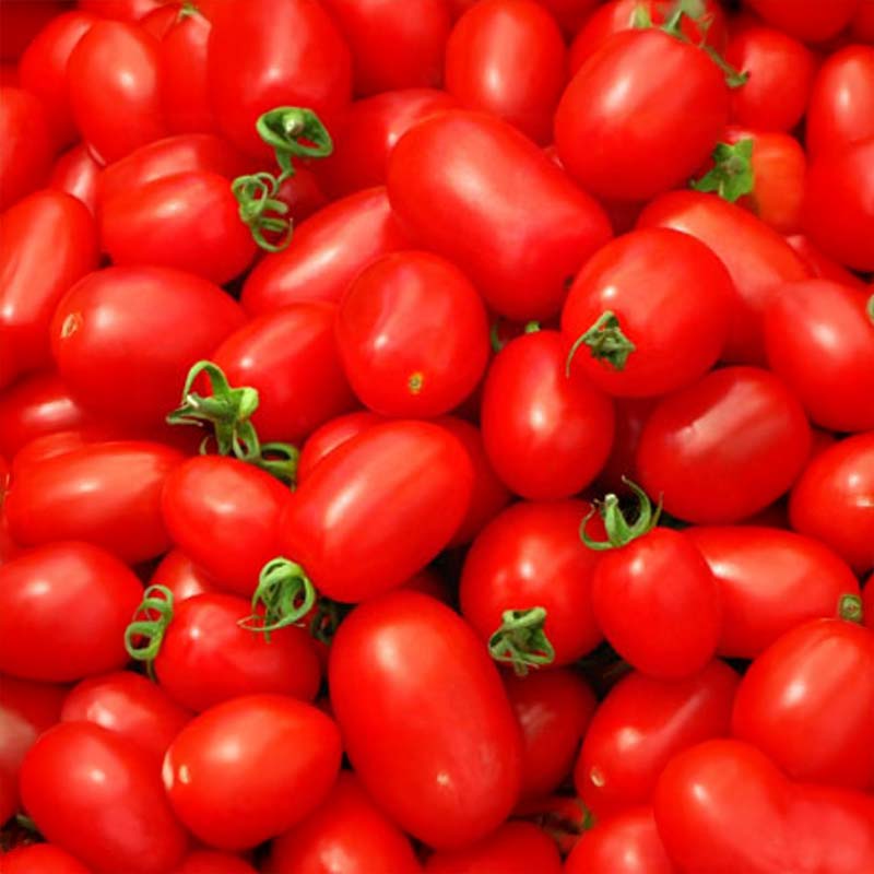 Tomate 'Ventura OChicco'