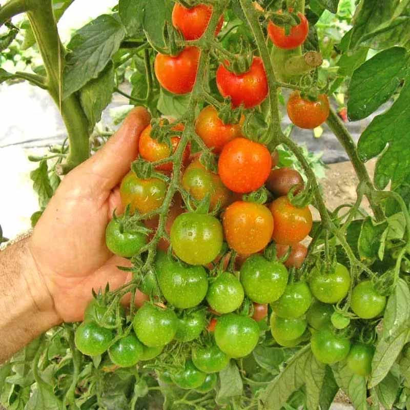 Tomate 'Ciliegia Nano'