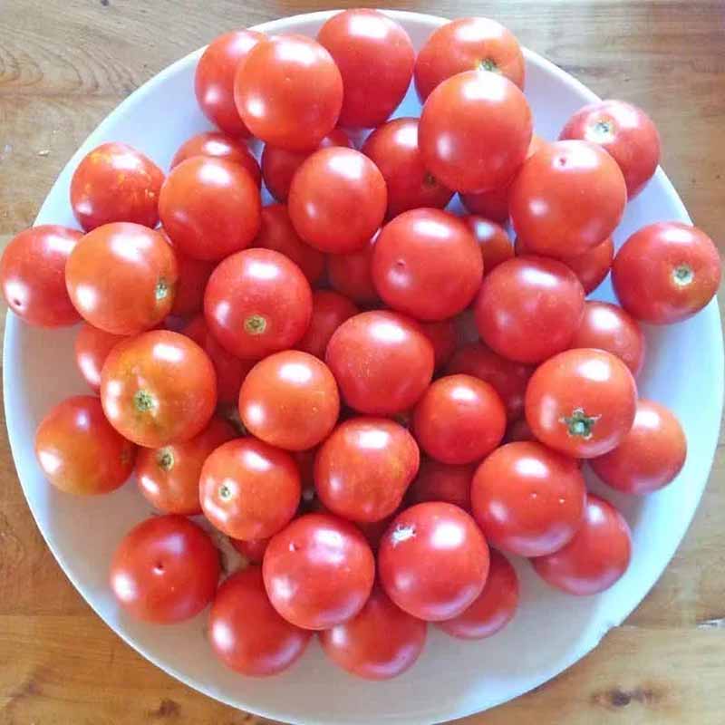 Tomate 'Camone'