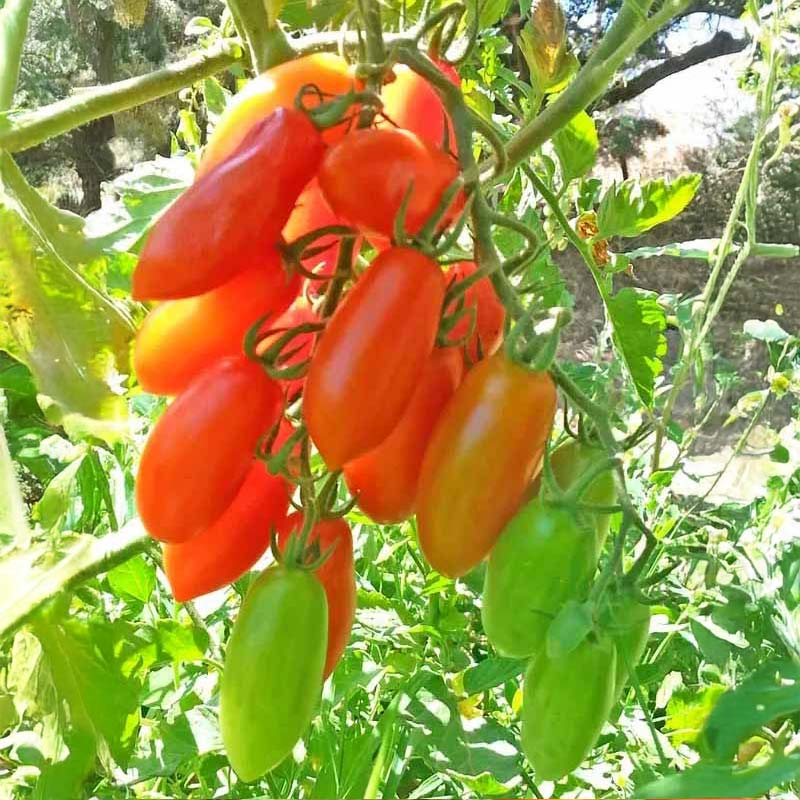 Tomate 'San Marzano Mini'