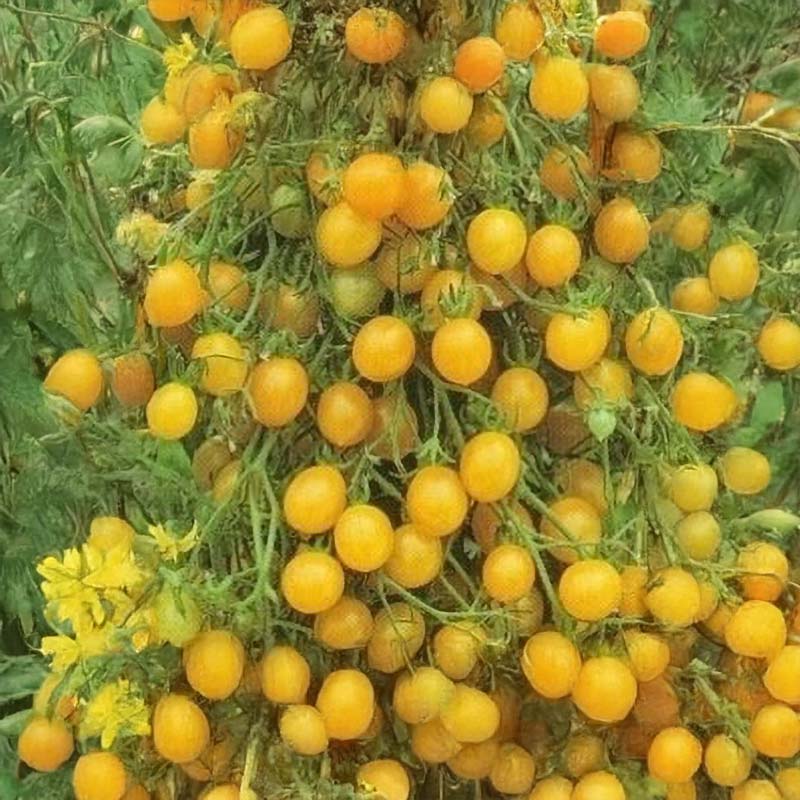 Tomate 'Tondino Giallo'