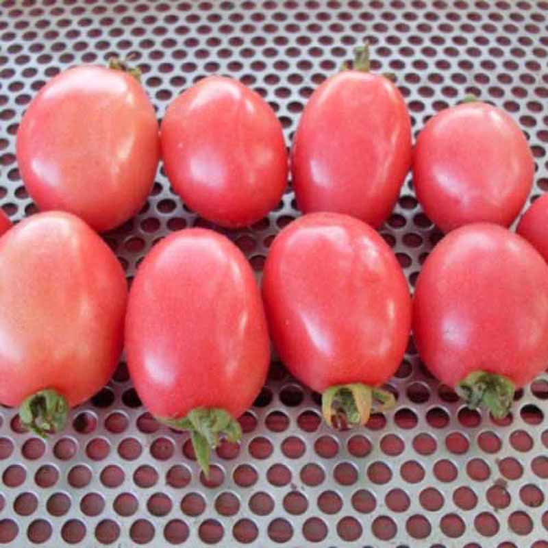 Tomate 'Pink Thai Egg'