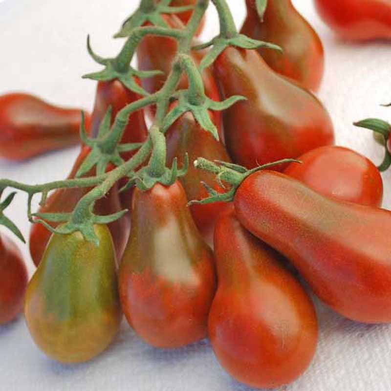 Tomate 'Chocolate Pear'