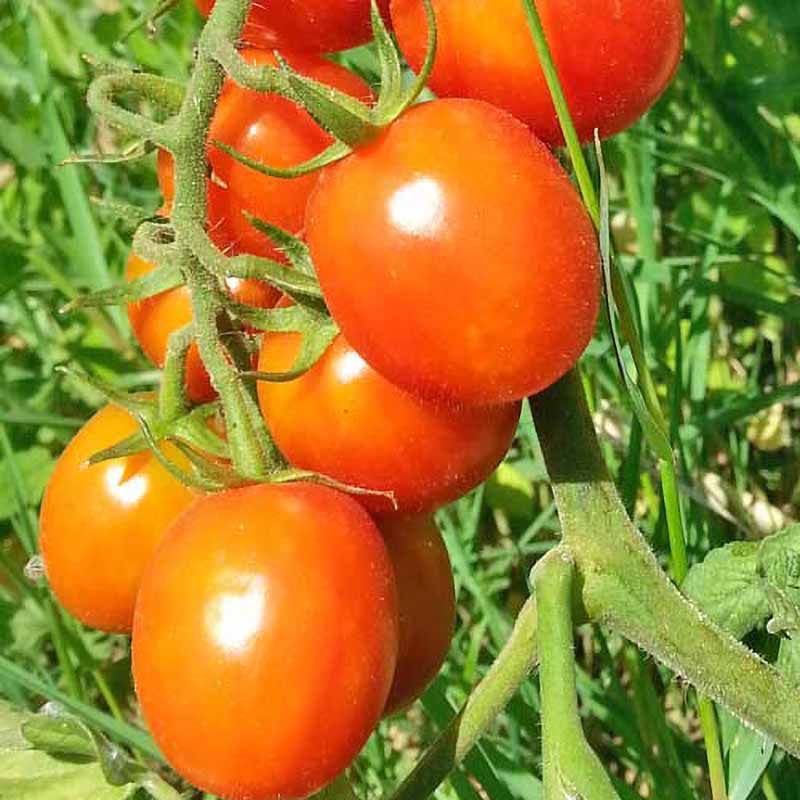 Tomate 'Mallorquin'