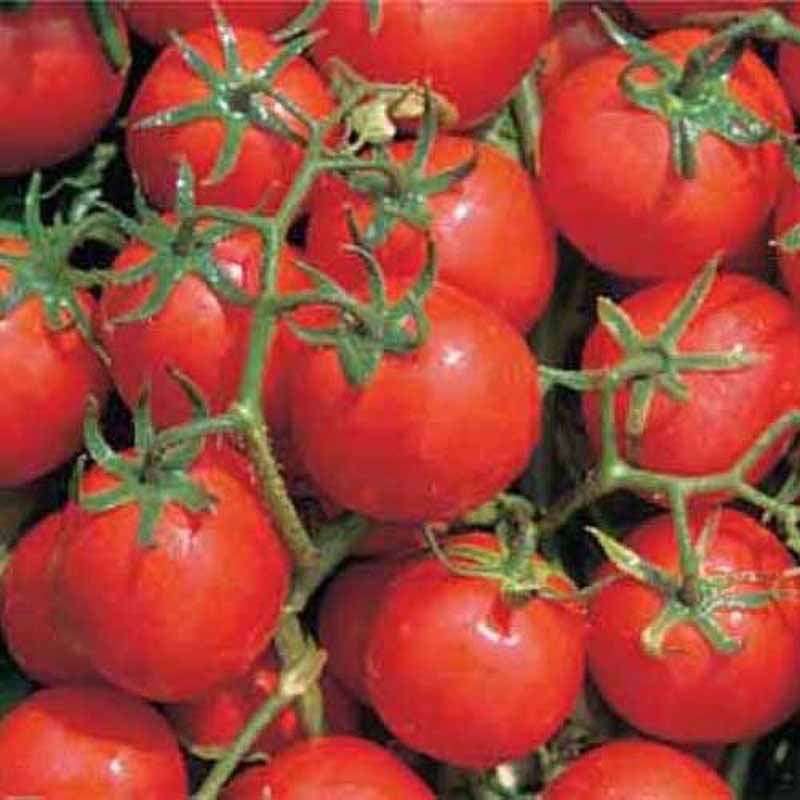 Tomate 'Davis UC 82'
