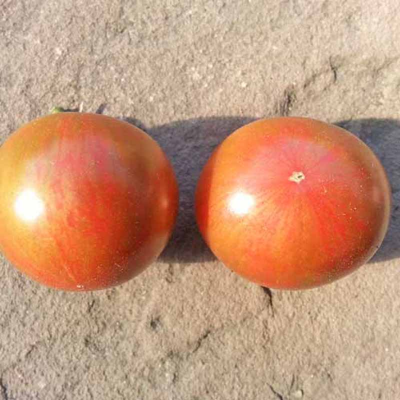 Tomate 'Artisan Purple Bumble Bee'