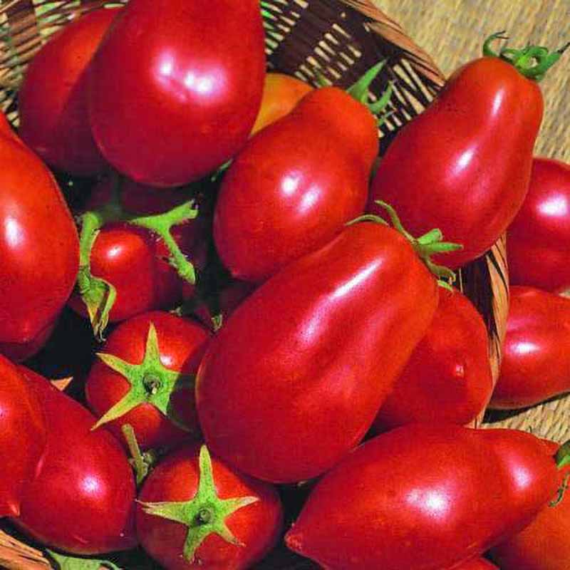 Tomate 'San Marzano Red Plum'