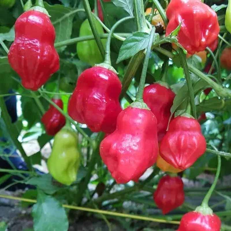 Chili 'Rainforest'