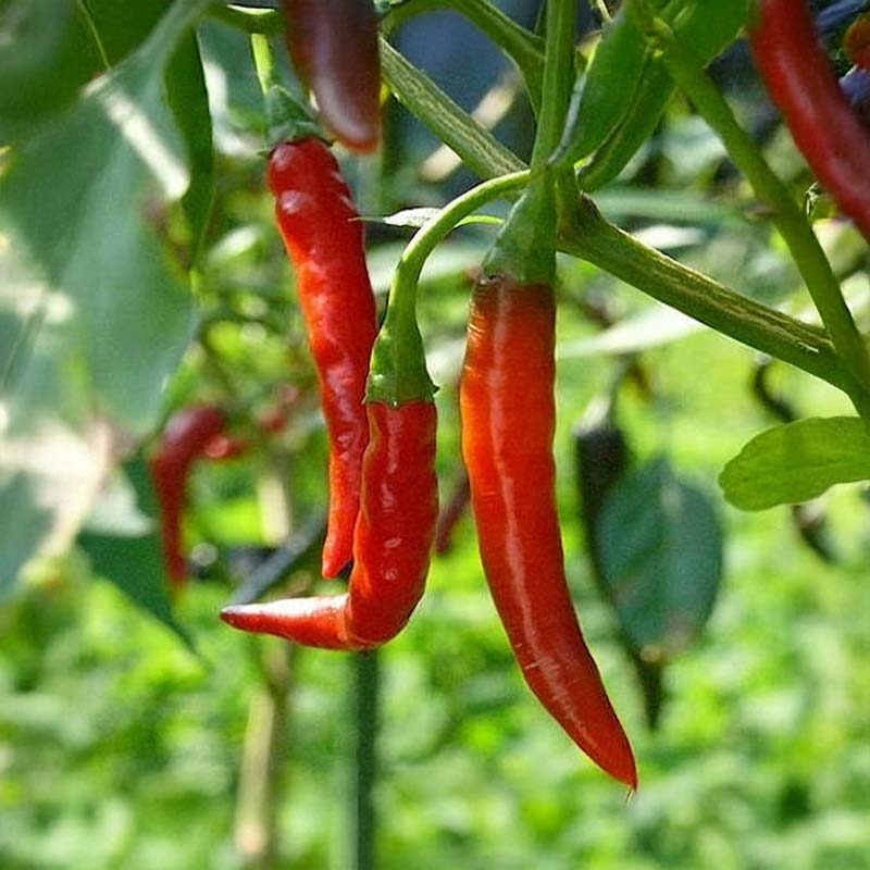 Chili 'De Árbol'