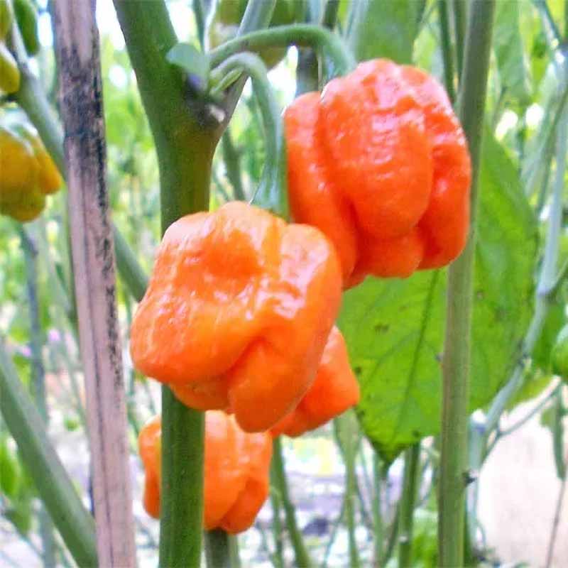 Chili 'Trinidad Scorpion Moruga'