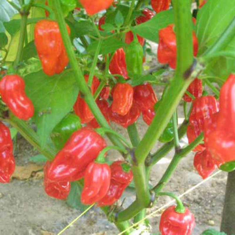 Chili 'Habanero Malaysia'