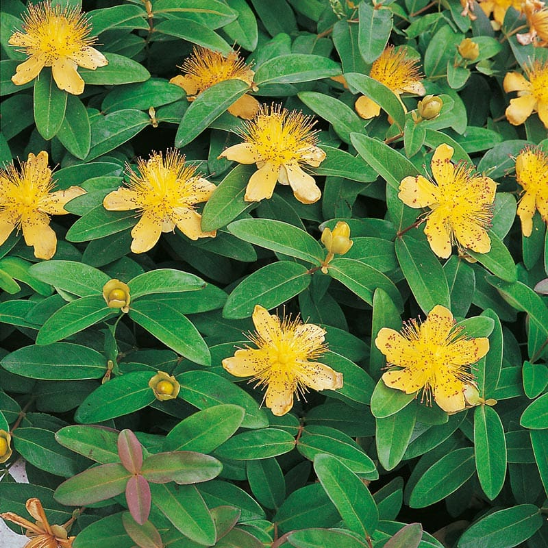 Prakthypericum, 15-30cm, 10-Pack