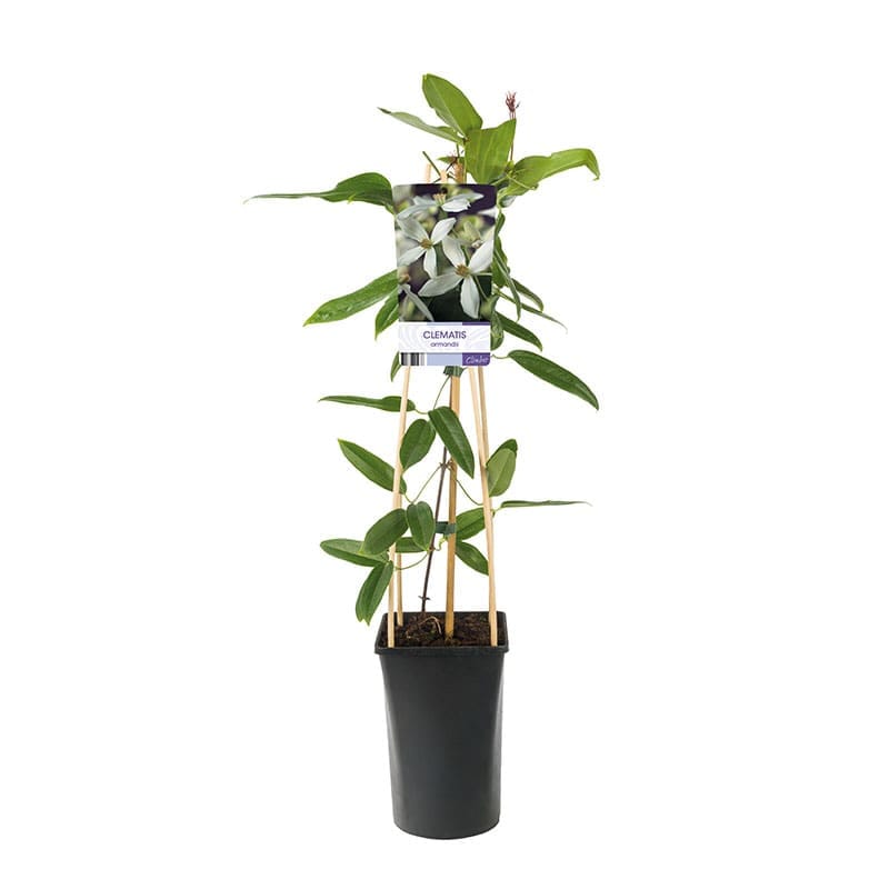 Vintergrön klematis, 5-pack