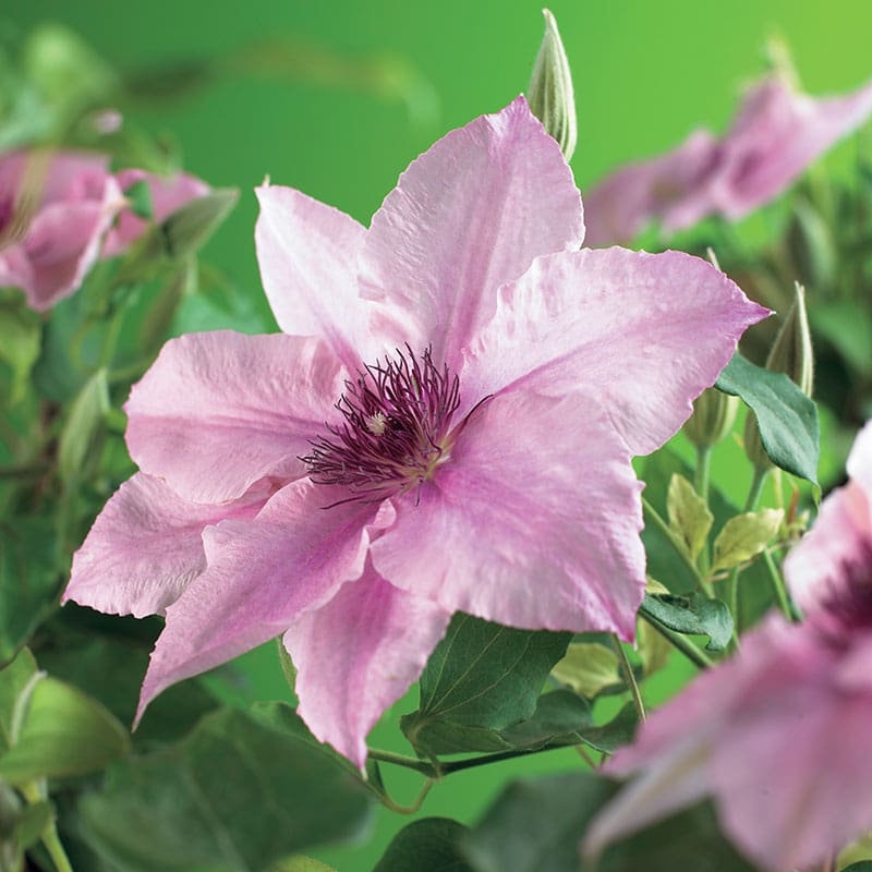 Klematis "Pink Fantasy", 3-pack
