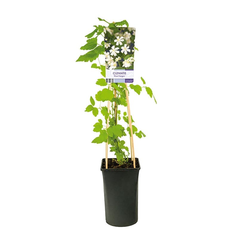 Vit vitalba klematis, 10-pack
