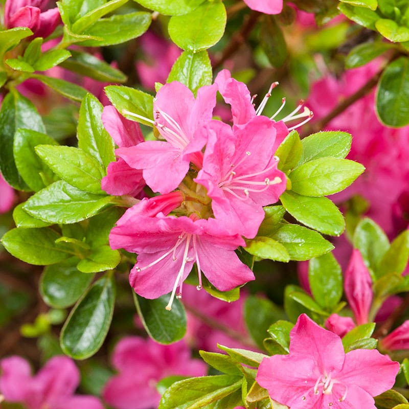 Japansk azalea "Kermesina", 20-25 cm, 3-Pack