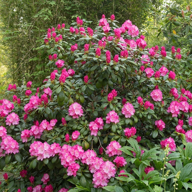 Rododendron hybr. "Polaris", 25-30 cm, 3-Pack