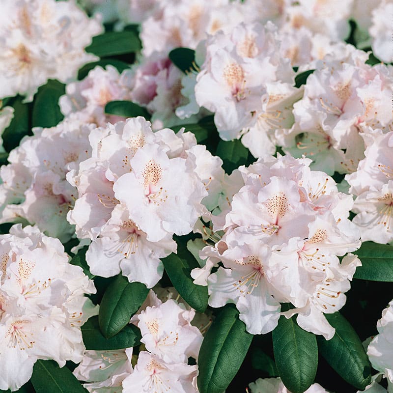 Rododendron hybr. "Schneekrone", 25-30 cm, 10-Pack