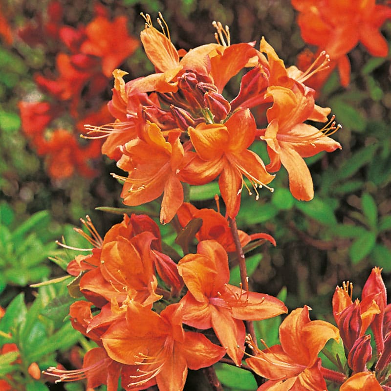 Azalea"Golden Eagle", 30-40 cm, 10-Pack