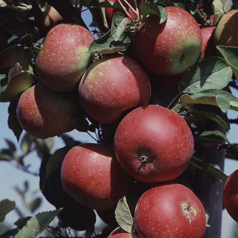 Äppelträd Ingrid Marie