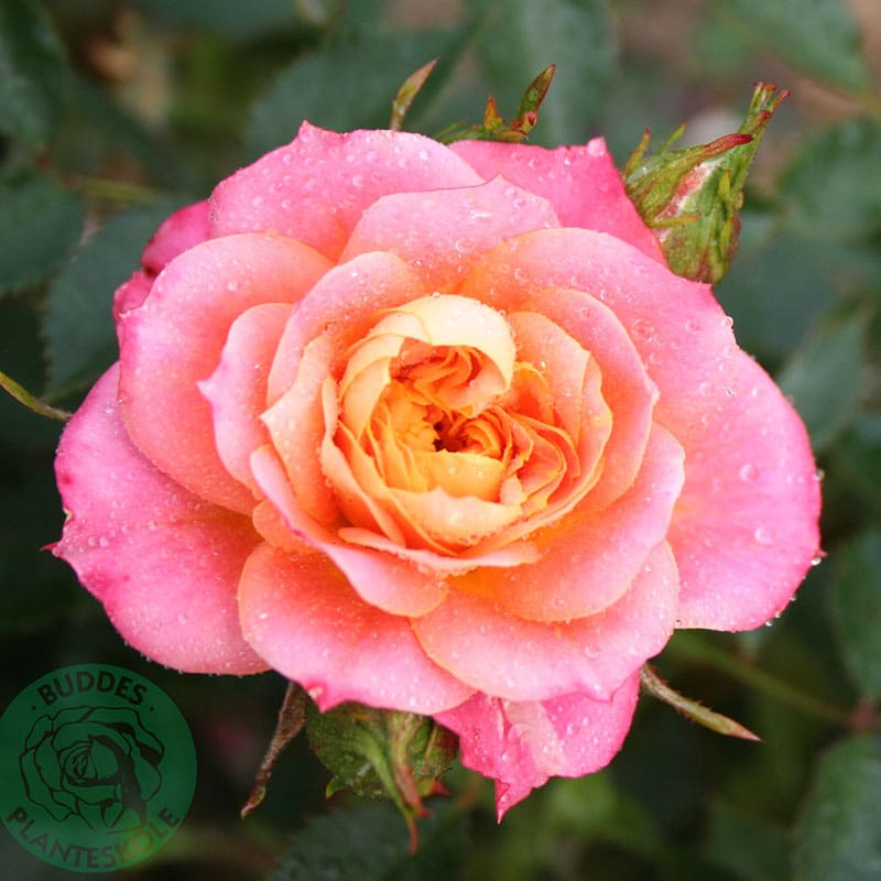 Marktäckande ros Mandarin, 5-Pack