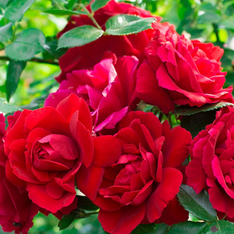 Klätterros Flammentanz, 1-Pack