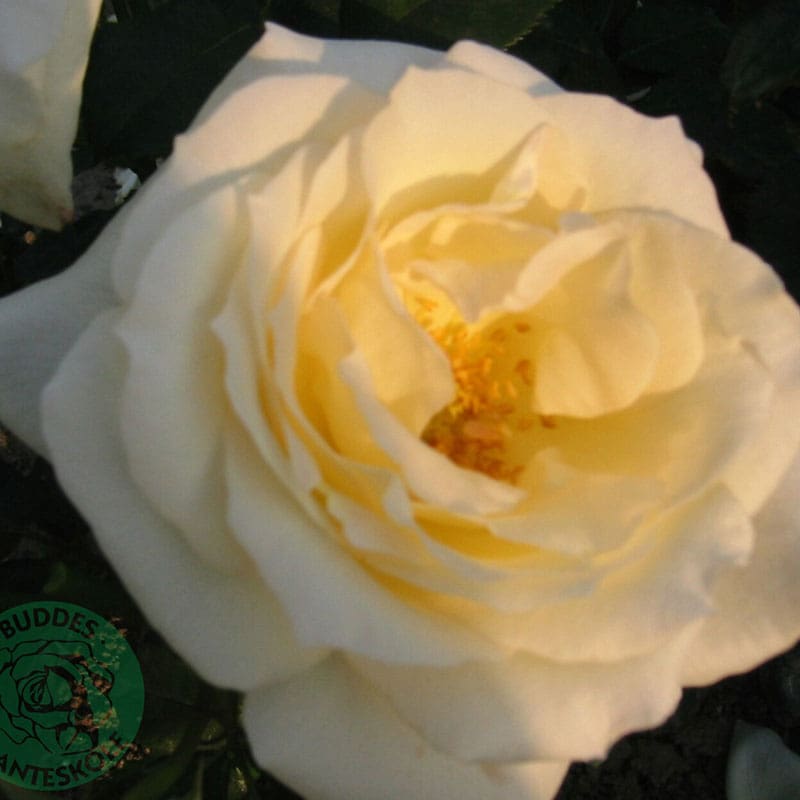 Klätterros Schneewalzer, 10-Pack