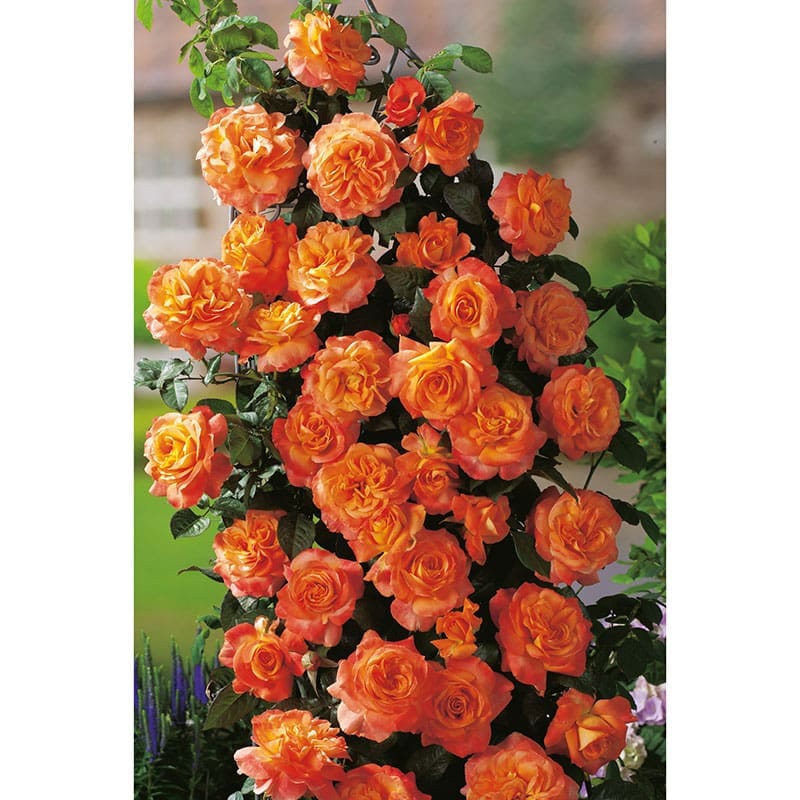 Storblommig ros Flora Danica, 1-Pack