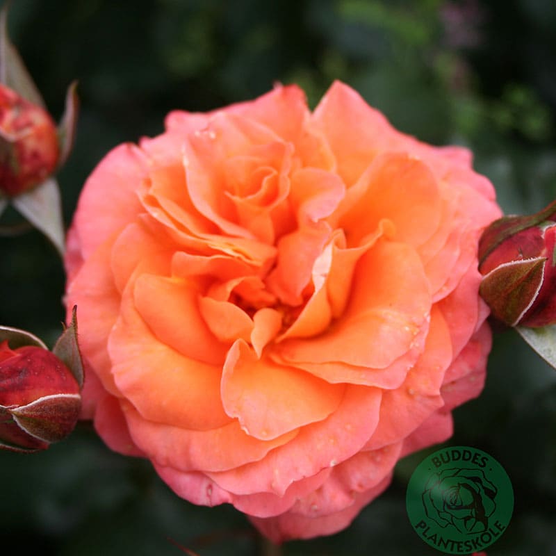 Storblommig ros Gavnö, 10-Pack