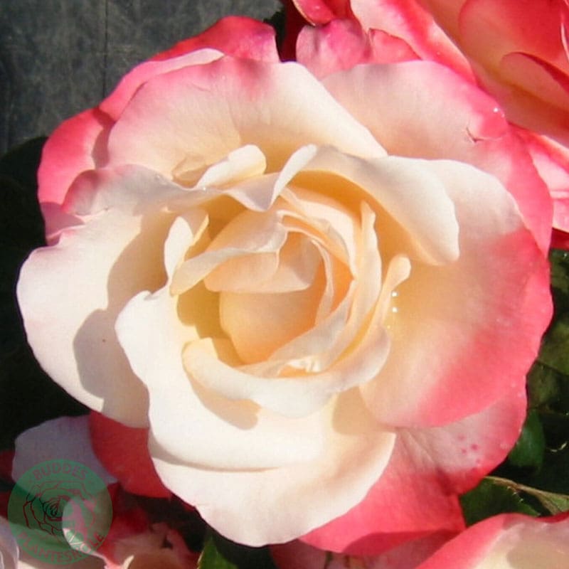 Storblommig ros Nostalgie, 1-Pack